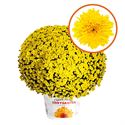 Afbeelding van Bolchrysant P19 "Geen Kleur"!!! Yellow